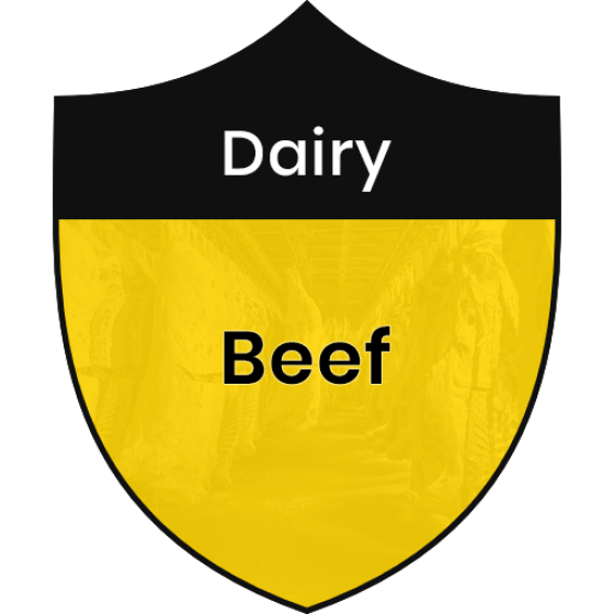 Dairy Beef